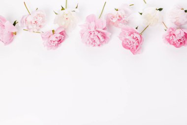 Güzel aromatik taze çiçek açan pembe şakayık deseni, yakın görüş. Romantik arkaplan