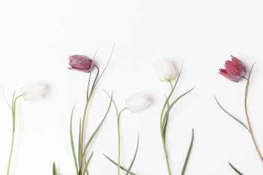 Çiçeklerin çiçek çerçevesi beyaz arka planda keklik tavuğu beyazı ve mor renkte. Düz yatış, üst görünüm.
