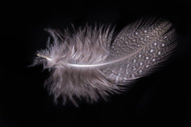 Siyah arka planda güzel uçan narin tüyler, yaratıcı düzen, havada süzülen yumuşak beyaz tüyler..