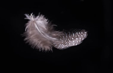 Siyah arka planda güzel uçan narin tüyler, yaratıcı düzen, havada süzülen yumuşak beyaz tüyler..
