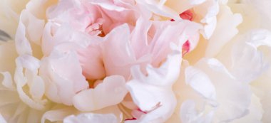 Romantik pankart, narin beyaz şakayık çiçekleri. Güzel kokulu pembe yapraklar.