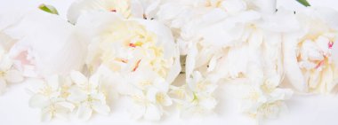 Romantik pankart, narin beyaz şakayık çiçekleri. Güzel kokulu pembe yapraklar.