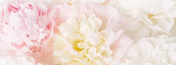 Hermosa aromática fresca florecimiento tierna textura peonías rosadas, vista de cerca. Fondo romántico Imagen De Stock