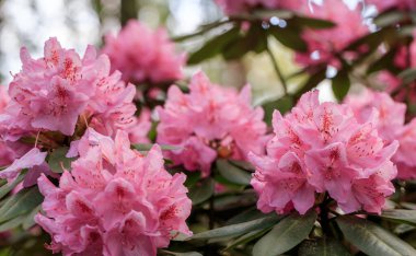 Pembe rhododendron makrosu, yakın plan, rhododenronların fidanlığında yemyeşil çiçek açar..