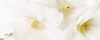 Güzel aromatik taze çiçek açan beyaz çiçek dokusu, yakın görüş. Romantik arkaplan