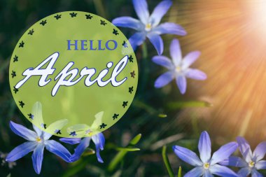 Güneşli bir günde ilk bahar mavisi küçük çiçekler. Merhaba April duvar kağıdı, tebrik kartı.