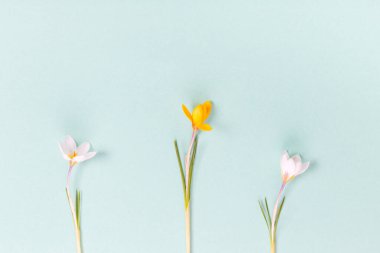 Bayramlık Paskalya sınırı, mavi arka plandaki bahar çiçeği tarlasından. Şık paskalya düzlüğü sarıydı,