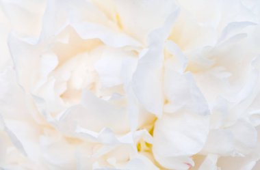 Nazik soluk beyaz şakayık çiçekleri. Kokulu pembe yapraklar, soyut aşk geçmişi, pastel ve yumuşak çiçek kartı.