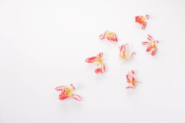 Çiçek kompozisyonu. Beyaz arka planda kurumuş pembe çiçeklerden yapılmış çerçeve. Düz konum, üst görünüm, kopyalama alanı