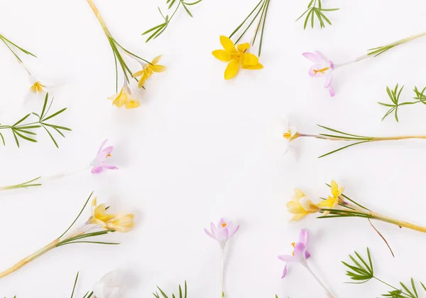 Feestelijke lente of Pasen frame van de lente bloem krokus op witte achtergrond, — Stockfoto