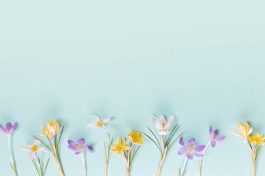 Şenlikli bahar sınırı, mavi arka planda bahar çiçeği tarlasının çerçevesi. Şık paskalya düzlüğü sarıydı,
