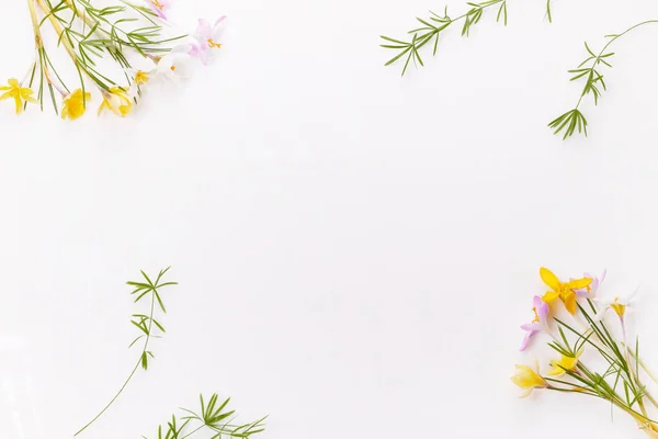 Slavnostní jarní nebo velikonoční rám z jarní květiny krokus na bílém pozadí, — Stock fotografie