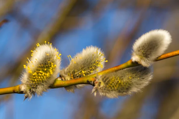 Bahar sembolü olarak kedi willows yakın çekim. — Stok fotoğraf