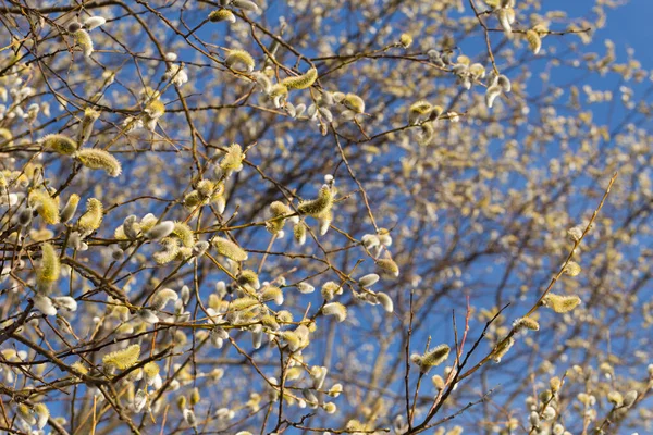 Primo piano di salici figa come simbolo di primavera . — Foto Stock