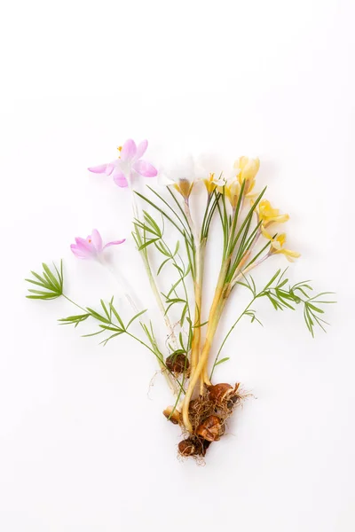 Első tavaszi hagyma virágok crocuses fehér háttér. — Stock Fotó