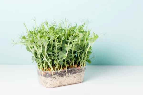 エンドウ豆の発芽青の背景にマイクログリーンとセロリ — ストック写真