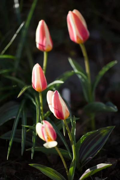 Tulipa Kaufmanniana Johann Strauss al mattino presto, Lettonia, Europa — Foto Stock
