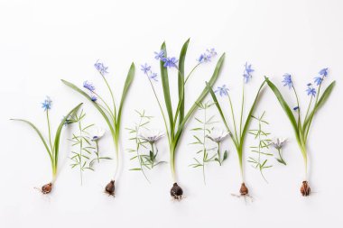 İlk bahar çiçekleri beyaz arkaplanda mavi scilla.