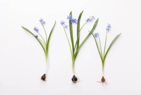 První jaro cibulové květy modrá scilla na bílém pozadí. — Stock fotografie