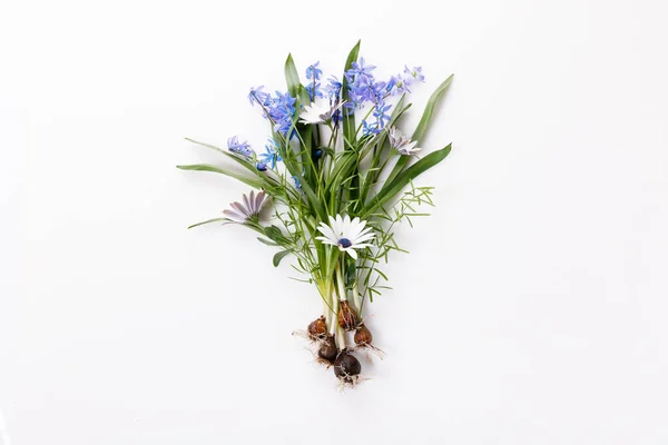 První jaro cibulové květy modrá scilla na bílém pozadí. — Stock fotografie
