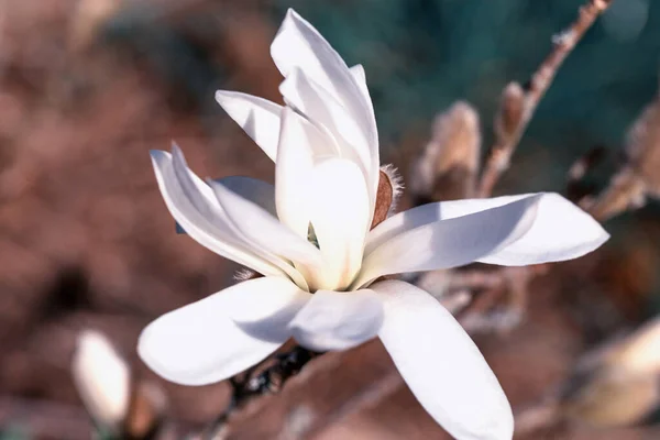 Increíbles flores de magnolia de primavera, fondo floral suave abstracto natural — Foto de Stock