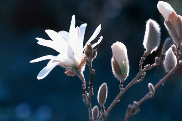 Increíbles flores de magnolia de primavera, fondo floral suave abstracto natural —  Fotos de Stock