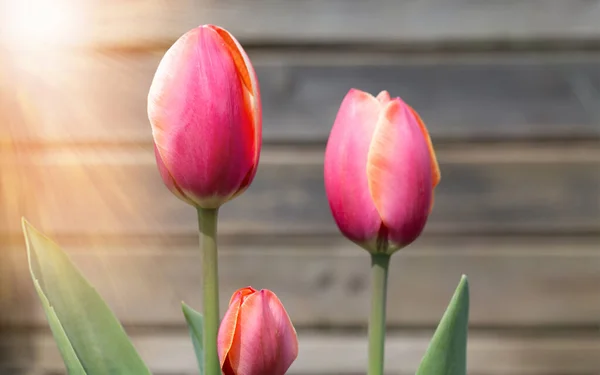 Tulipes rose vif dans les rayons de soleil dans le jardin sur un vieux fond de planche en bois — Photo
