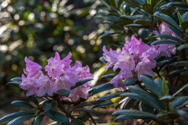 Violet rhododendron, rhododenronların fidanlığında yemyeşil çiçek açar..
