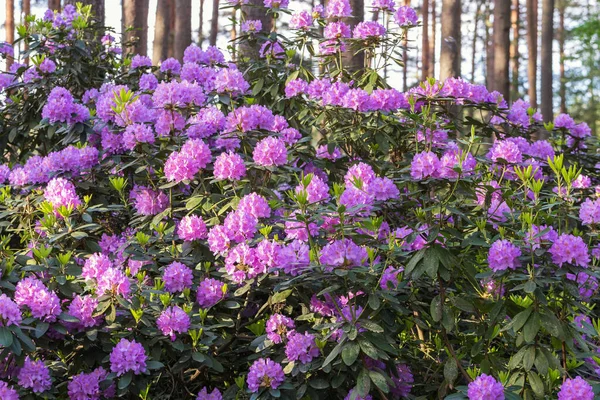 紫杜鹃在杜鹃苗圃中盛开. — 图库照片