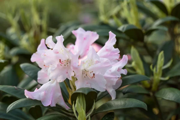 Rosado rododendro, florecimiento exuberante en el vivero de rododenrones. — Foto de Stock