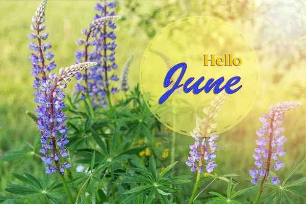 Fiori di lupino blu violetto in una giornata di sole. Ciao giugno carta da parati, sfondo del giardino estivo — Foto Stock