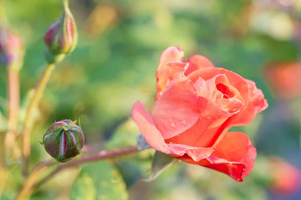 Pink roses in the morning light garden on blur background. on day noon light. — Stock Photo, Image