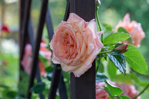 Rosas rosadas en el jardín de luz de la mañana sobre fondo borroso. en día luz del mediodía. — Foto de Stock