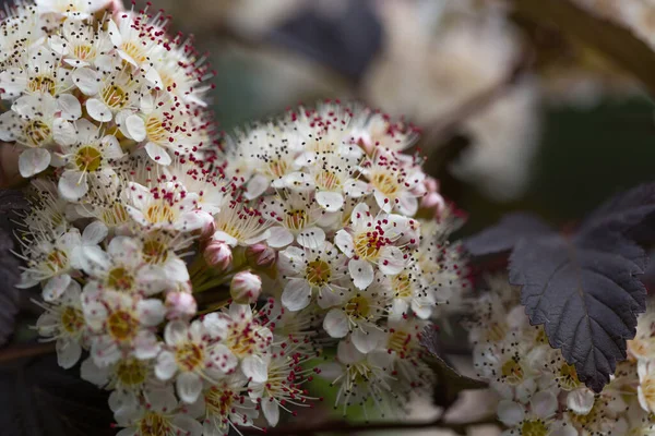 Albero di fiori sullo sfondo della natura, fiori estivi — Foto Stock