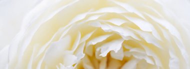 Romantik pankart, narin beyaz güller, yakın plan çiçekler. Güzel kokulu pembe taç yaprakları