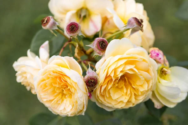 Blooming yellow English rose in the garden on a sunny day — Stock Photo, Image