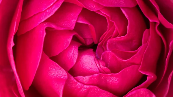 Romantic banner, delicate magenta pink roses flowers close-up.