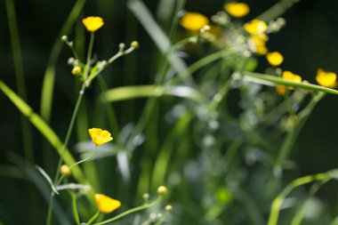 Zarif küçük sarı çiçekler güneş ışınlarında karanlık, ilkbahar arka planında