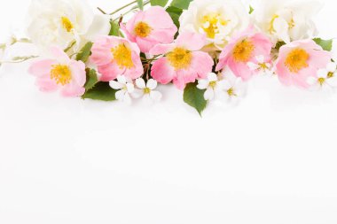 Beyaz arka planda şenlikli çiçek, yaban pembe gül kompozisyonu. Üst manzara, düz yatış. Boşluğu kopyala.