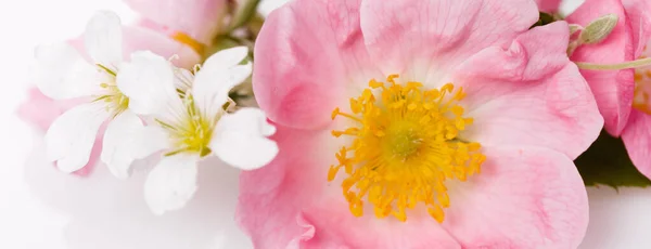 节庆花野粉红玫瑰构图在白色背景上.俯瞰头顶,平铺.复制空间. — 图库照片