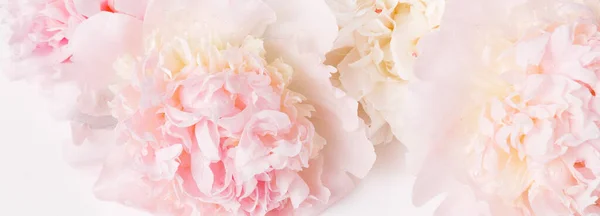 Romantic banner, delicate white peonies flowers close-up. Fragrant pink petals