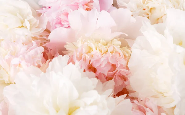 Rozostřené okvětní lístky růží, abstraktní romantické pozadí, pastelová a měkká květinová karta Stock Fotografie