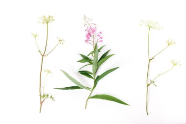 Fireweed, Rosebay Willowhere beyaz arka planda izole edilmiş. Söğüt bitkisi beyaz arka planda izole edilmiş. İlaç fabrikası. Çiçek açan Sally