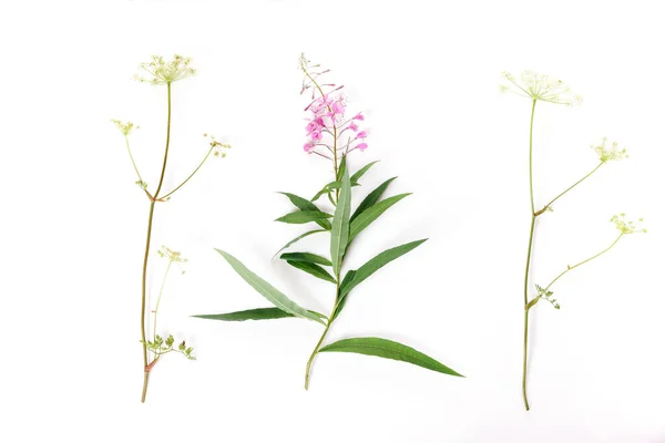 Fireweed, Rosebay Willowherb isolerad på vit bakgrund. Pilört isolerad på vit bakgrund. Medicinsk växt. Blooming sally — Stockfoto