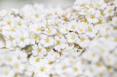 Beyaz küçük çiçekler panoramik sınır, pankart, düğün romantik arka plan. Düz yatıyordu.