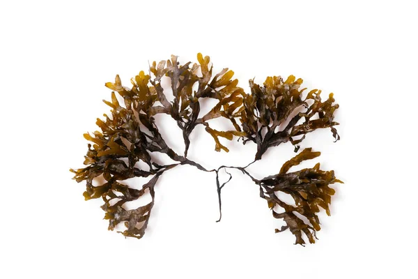 Fucus seaweed isolated on white background. Baltic sea. Latvia, Stock Photo