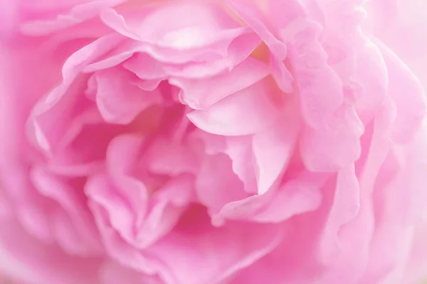 Delicado rosa rosas flores close-up, macro rosa fundo — Fotografia de Stock