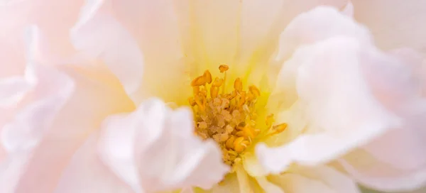 Nieostre płatki róż, abstrakcyjne tło romantyczne, pastelowa i miękka kartka kwiatowa — Zdjęcie stockowe
