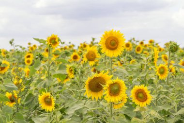 Ayçiçeği tarlası ve mavi güneş gökyüzü