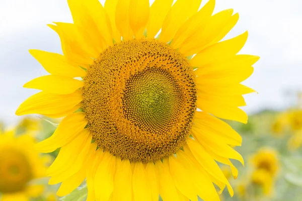 Close up view of the yellow sunflower — Stock Photo, Image